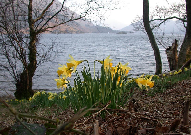 daffodils poem by william wordsworth. Daffodils by William
